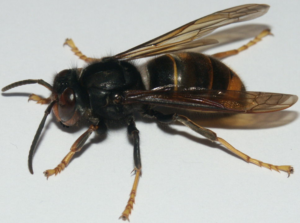 VespaAsiatica-300x223