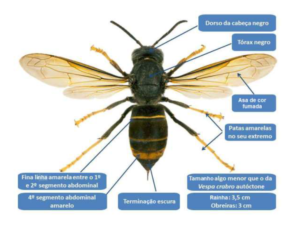 VespaAsiatica_constituicao-300x229