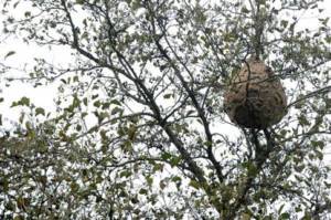 VespaAsiatica_ninho-300x199