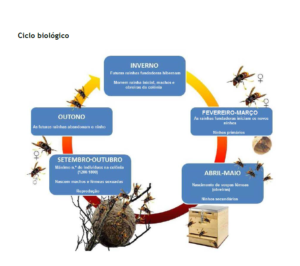 VespaAsiatica_ciclobiologico-300x266