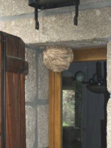 VespaCrabro_ninho-225x300