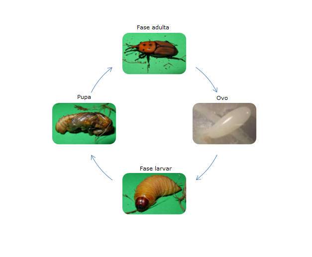 Ilustra&ccedil;&atilde;o-1-Ciclo-Biol&oacute;gico-2