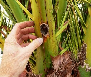 Ilustra&ccedil;&atilde;o-3-Buraco-criado-na-palmeira-pela-larva-do-escaravelho