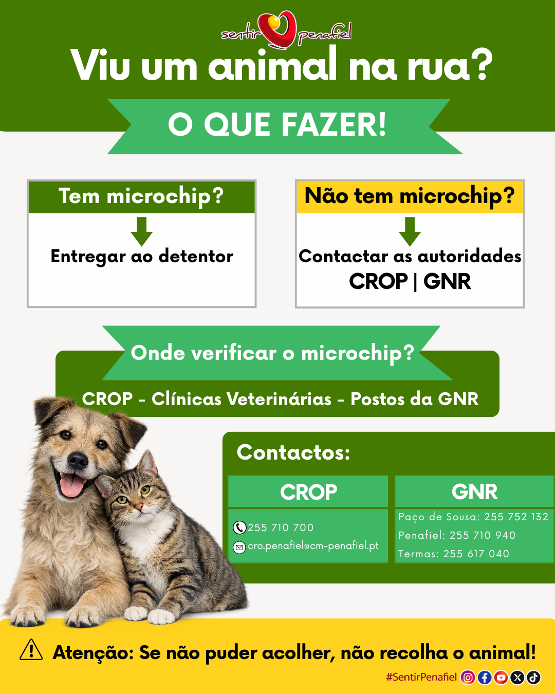VIU UM ANIMAL NA RUA_O QUE FAZER-VERS&Atilde;OFINAL_REDES-SOCIAIS