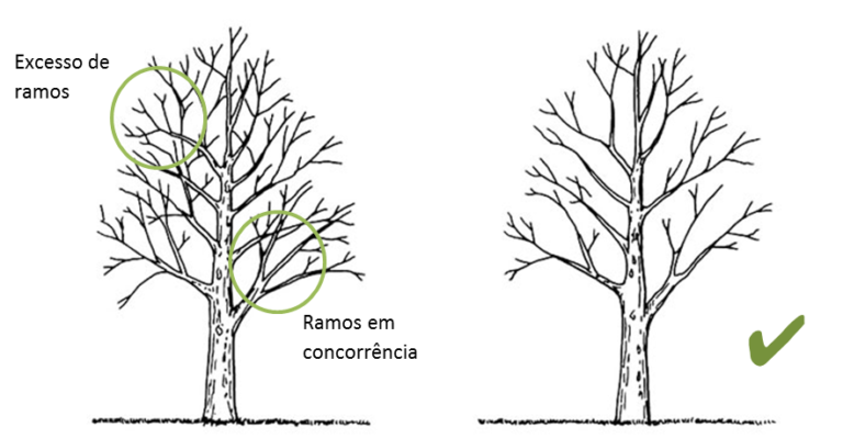 Espacos-Verdes-Arvores-Poda-768x399