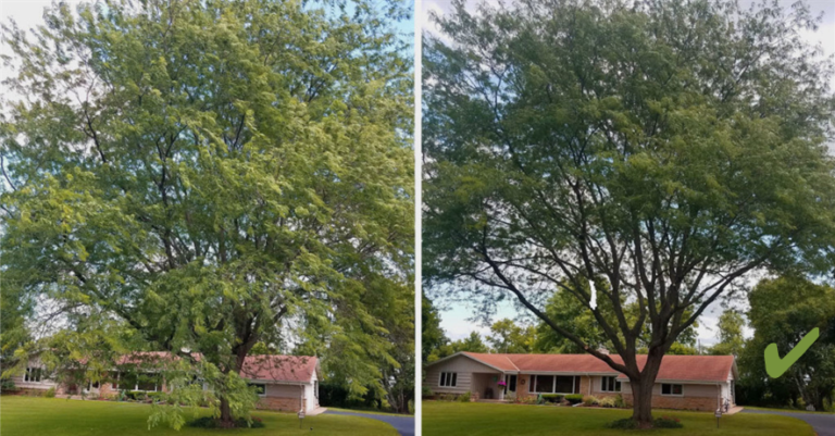 Espacos-Verdes-Arvores-Poda-1-768x401