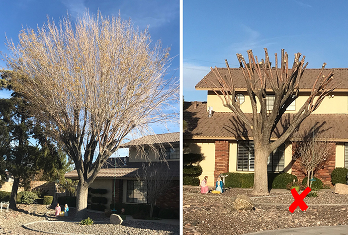 Espacos-Verdes-Arvores-Poda-2