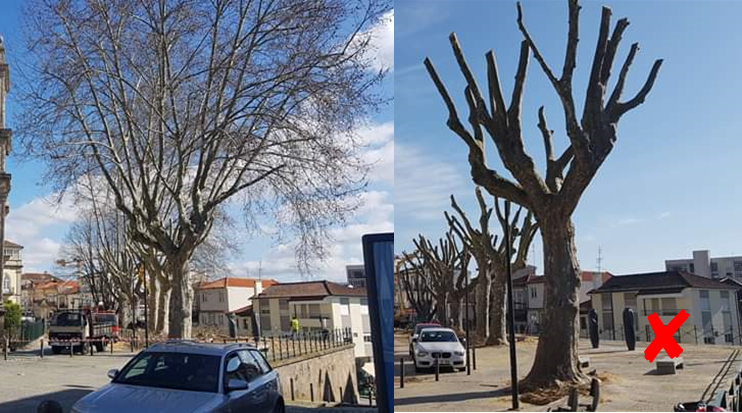 Espacos-Verdes-Arvores-Poda-3