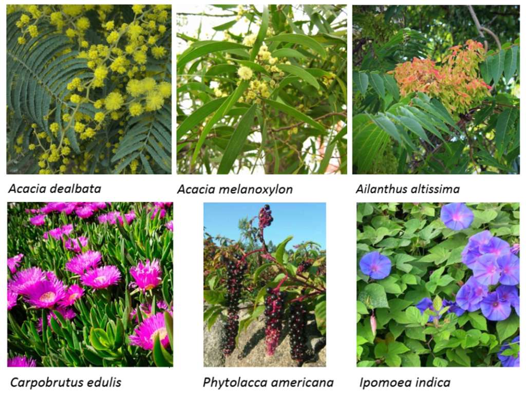 Plantas-Invasoras-jan2021-1024x773