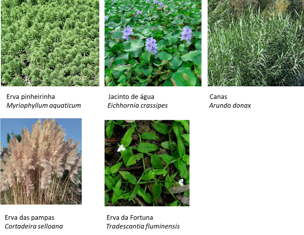 PlantasInvasoras-1-1024x792