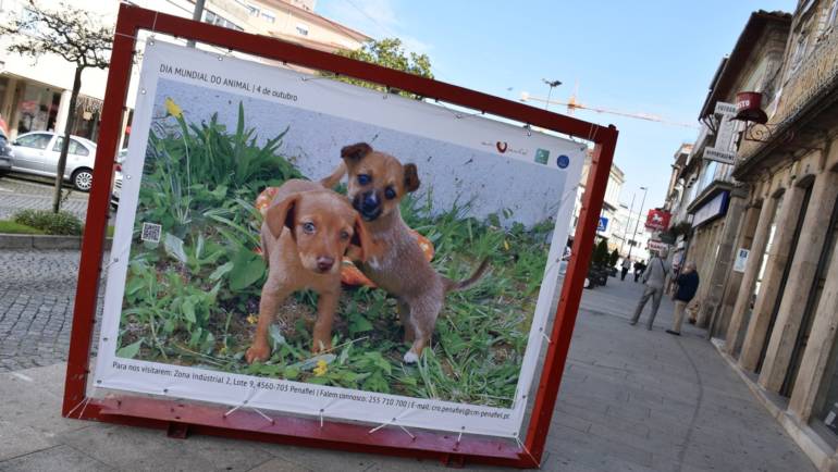 CÂMARA DE PENAFIEL DEDICA EXPOSIÇÃO AOS ANIMAIS DO CROP PENAFIEL