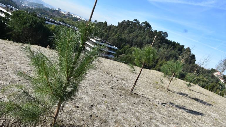 PENAFIEL APOSTA NA CRIAÇÃO DE “ILHAS-SOMBRA” EM ESPAÇO URBANO